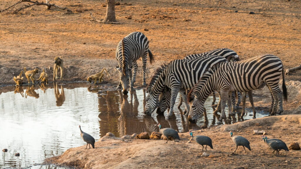 majete wildlife reserve