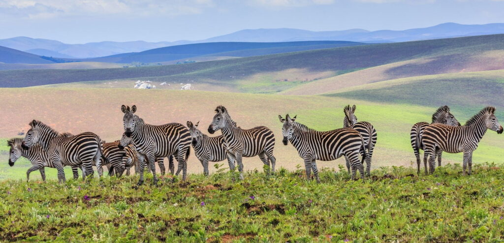 nyika national park