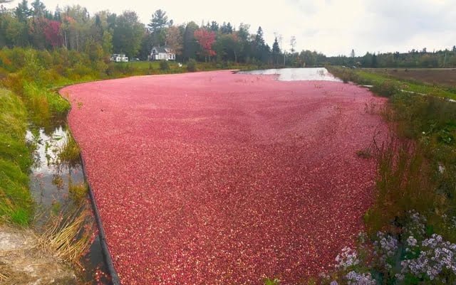 cranberry bog