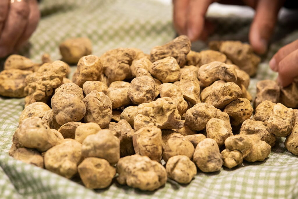 international white truffle festival alba italy 