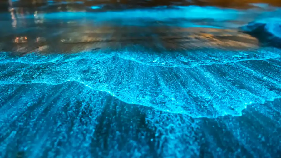 holbox bioluminiscence1