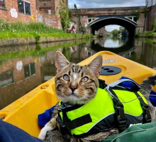bongo on river