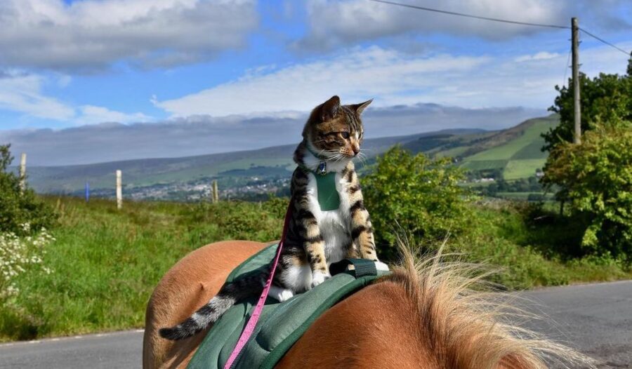 The adventurous cat enjoys kayaking, hiking, paddle-boarding, and even horseback riding with his owner