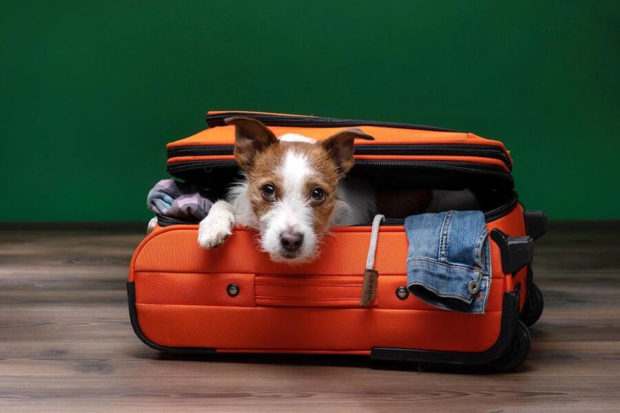 How Much Does It Cost to Travel with Your Pet?