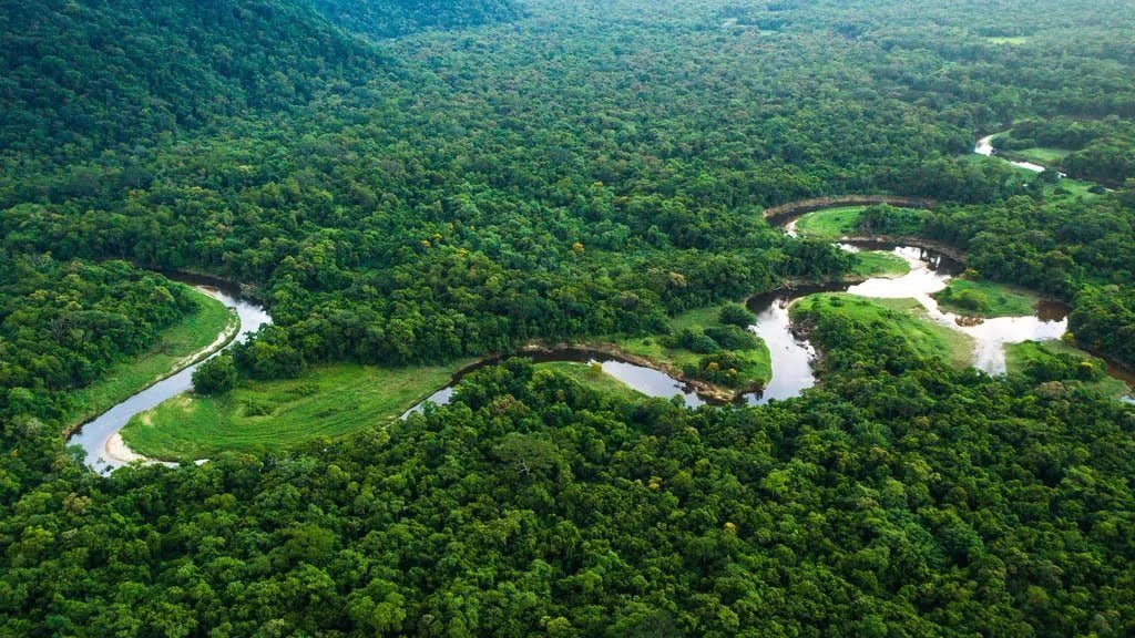 amazon rainforests