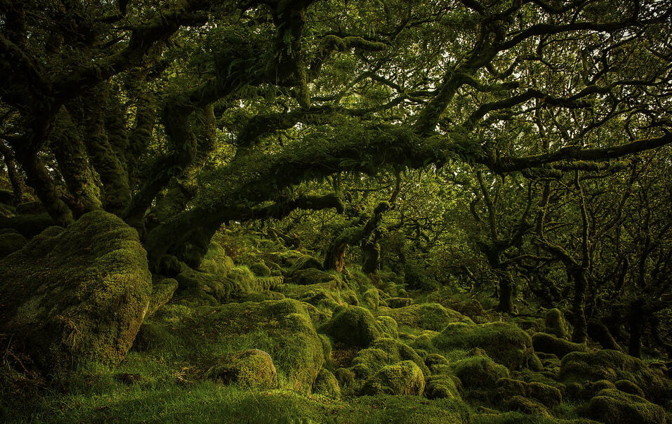 fangorn forest