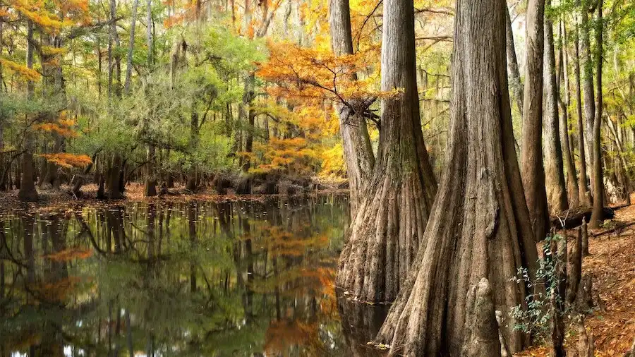 south carolina autumn