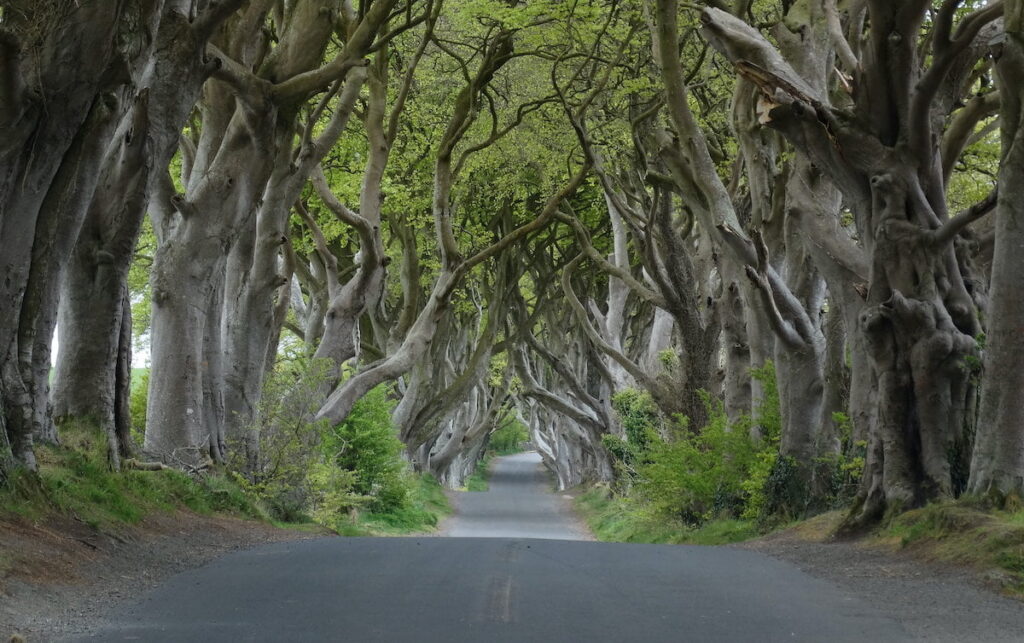 dark hedges