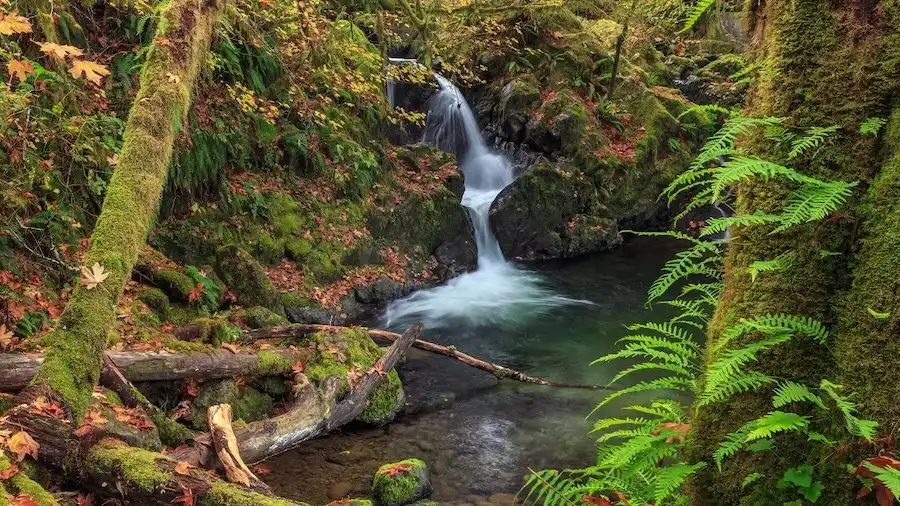 olympic national park