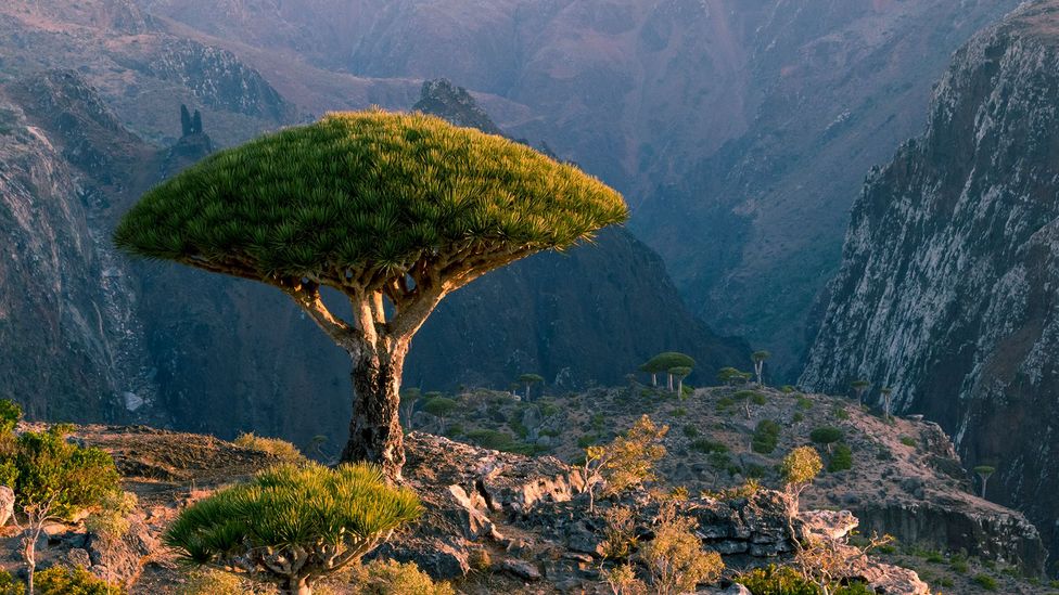 socotra2