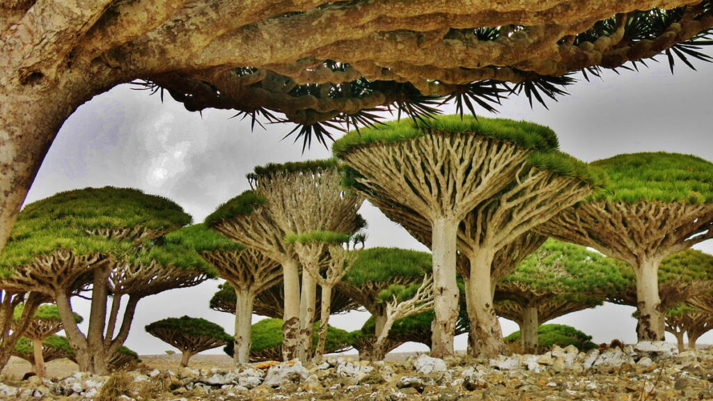socotra3