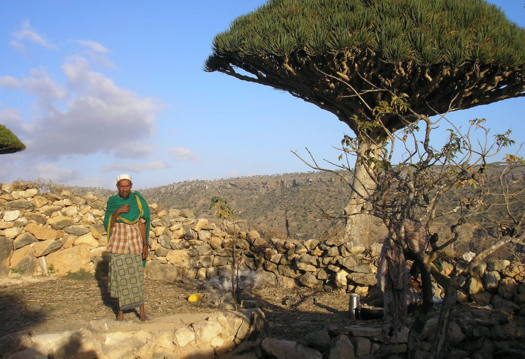 to match feature yemen socotra