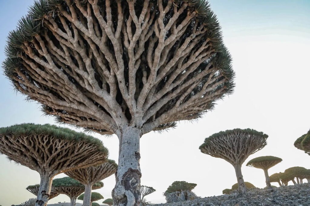 socotra6