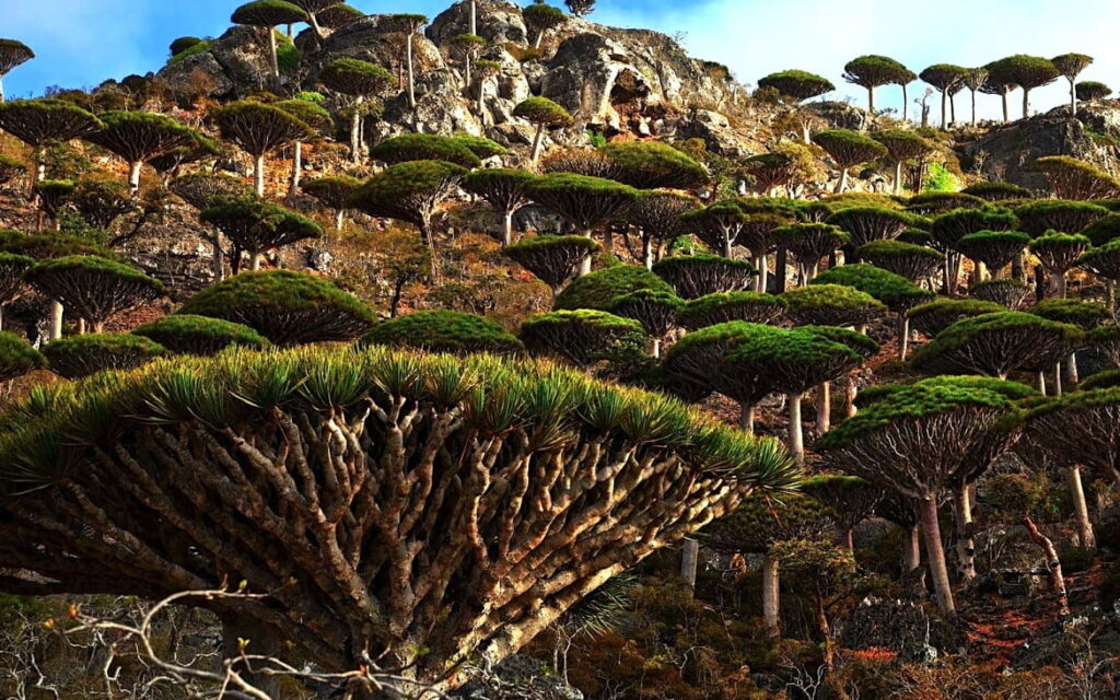 socotra7