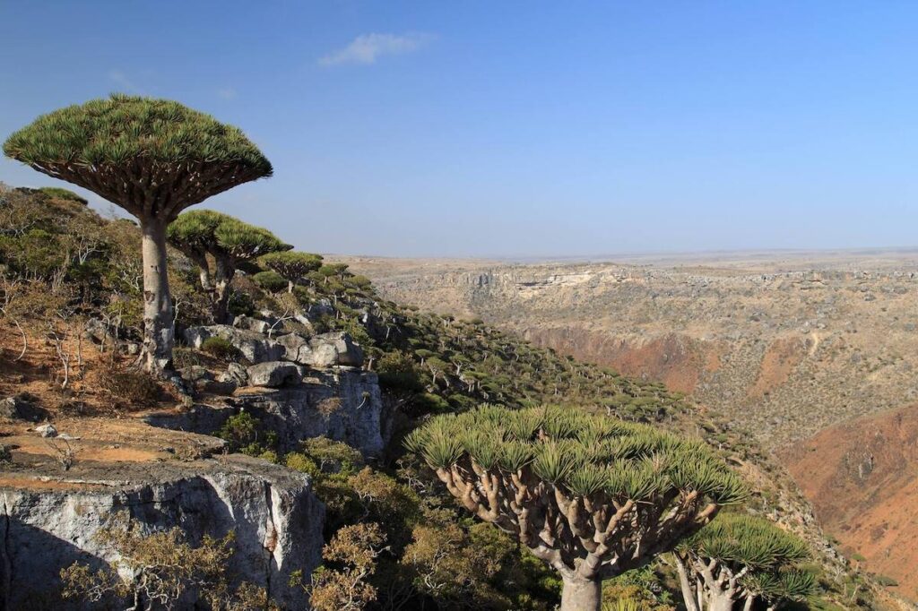 socotra8