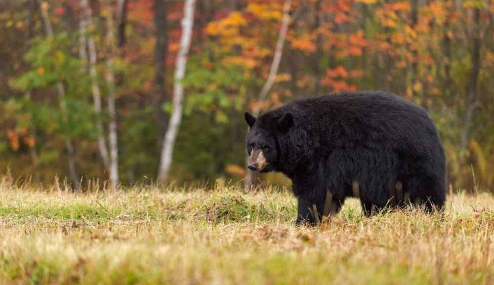 smoky mountains bear