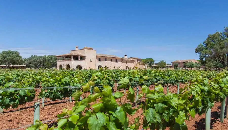 mallorca vineyard