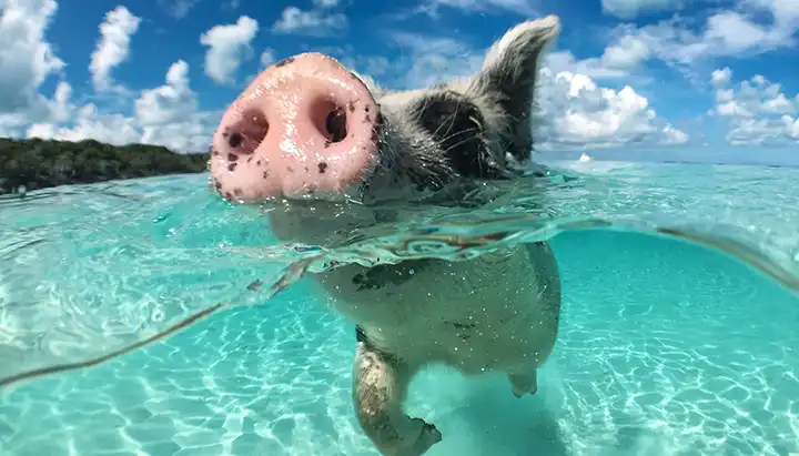 Where To Find The Swimming Pigs Of The Bahamas