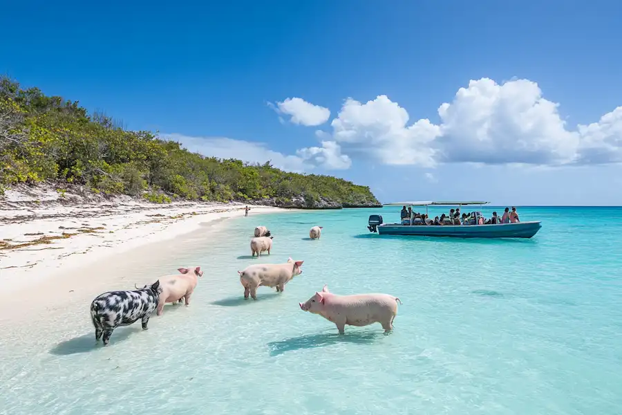 pig beach on big major cay
