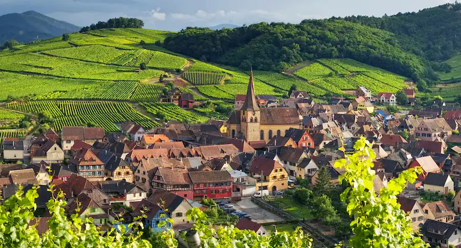alsace vineyard