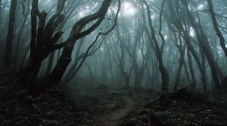 hoia baciu forest