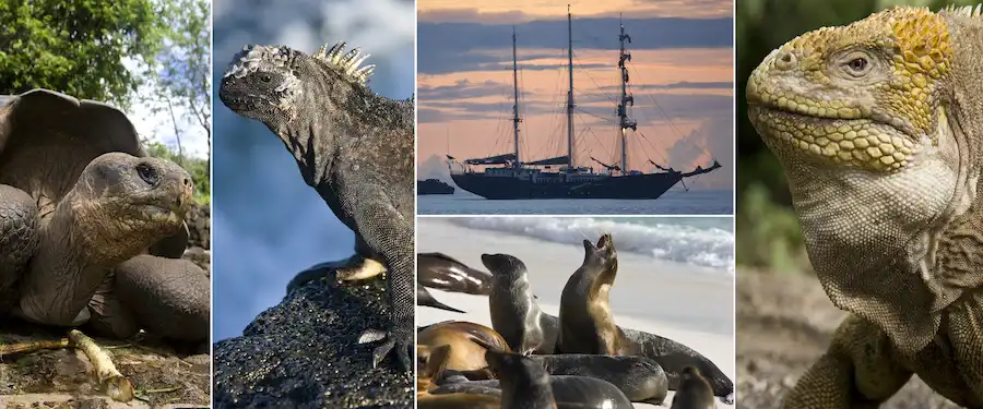 galapagos islands ecuador