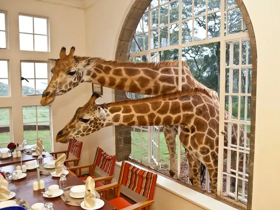 giraffe manor kenya(1)